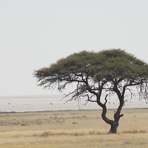 Etosha