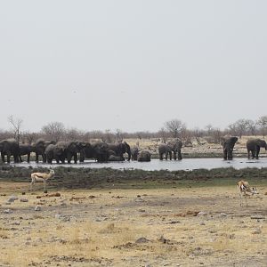 Etosha