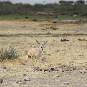 Etosha