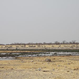 Etosha