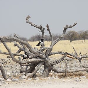 Etosha