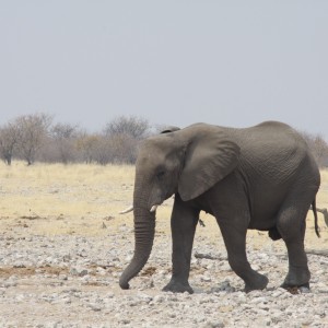 Etosha Elephant