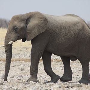 Etosha Elephant