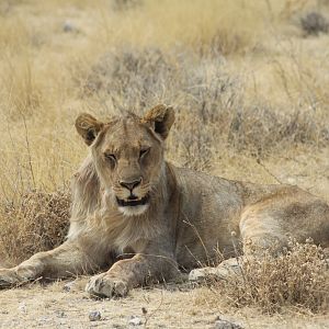 Etosha Lion