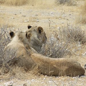 Etosha Lion