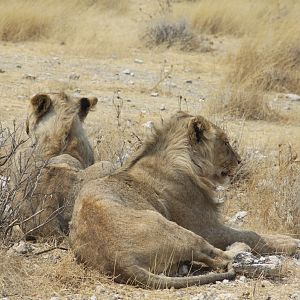 Etosha Lion