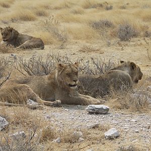 Etosha Lion