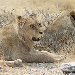 Etosha Lion