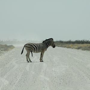 Etosha Zebra