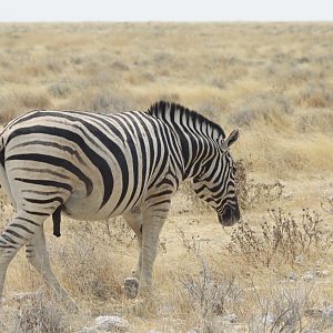 Etosha Zebra