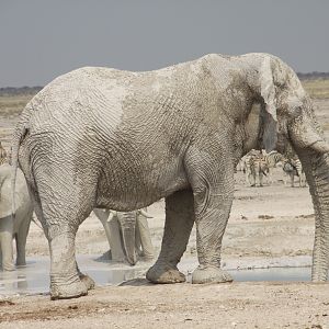 Etosha Elephant