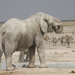 Etosha Elephant