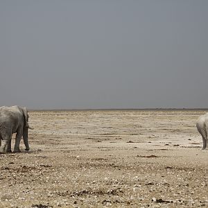 Etosha Elephant