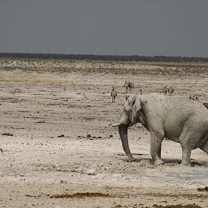 Etosha Elephant