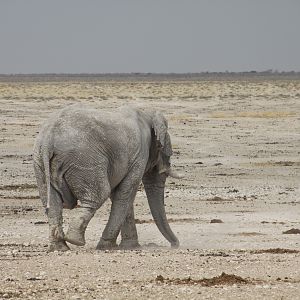 Etosha Elephant