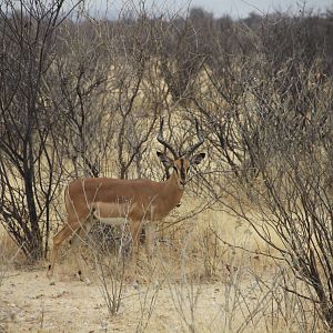 Etosha Black-Faced Impala