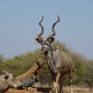 Kudu