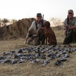 Doves hunted with Ozondjahe Hunting Safaris in Namibia