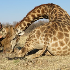 Giraffe hunted with Ozondjahe Hunting Safaris in Namibia