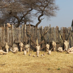 Trophies hunted with Ozondjahe Hunting Safaris in Namibia