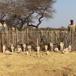 Trophies hunted with Ozondjahe Hunting Safaris in Namibia