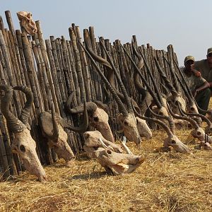 Trophies hunted with Ozondjahe Hunting Safaris in Namibia