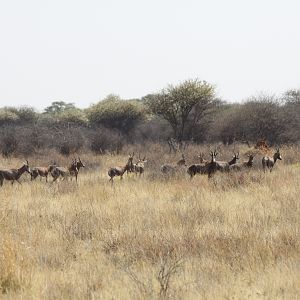 Blesbok Namibia