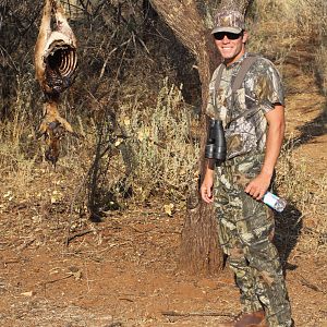 Leopard bait Namibia