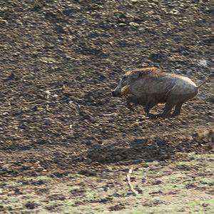 Warthog Namibia