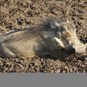 Warthog Namibia