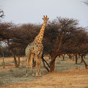 Giraffe Namibia