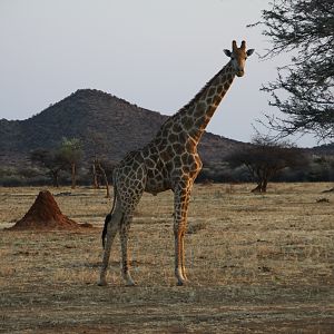 Giraffe Namibia