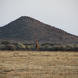 Giraffe Namibia