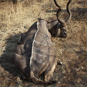 Greater Kudu hunted with Ozondjahe Hunting Safaris in Namibia