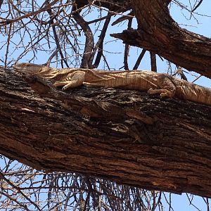 Monitor Lizard Namibia