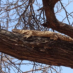 Monitor Lizard Namibia