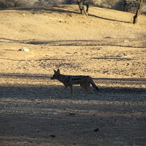 Black-back Jackal Namibia