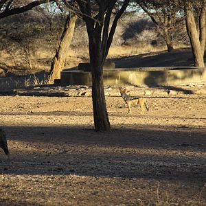 Black-back Jackal Namibia