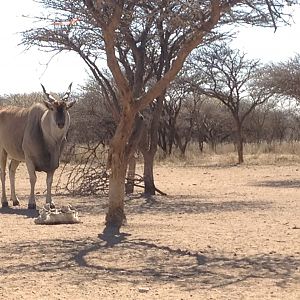 Cape Eland Namibia