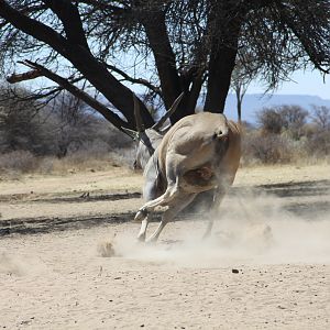 Cape Eland bowhunted with Ozondjahe Hunting Safaris in Namibia