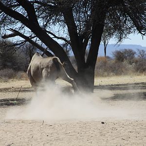 Cape Eland bowhunted with Ozondjahe Hunting Safaris in Namibia