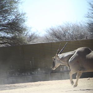 Cape Eland bowhunted with Ozondjahe Hunting Safaris in Namibia