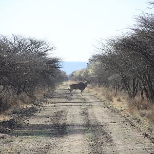 Cape Eland Namibia