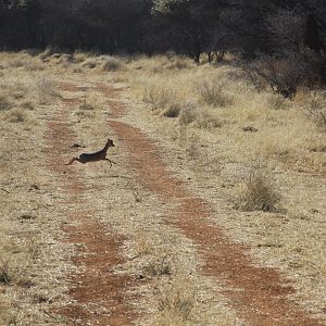 Damara Dik-Dik Namibia