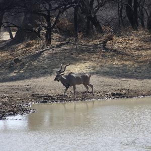 Greater Kudu Namibia