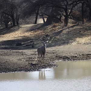 Greater Kudu Namibia