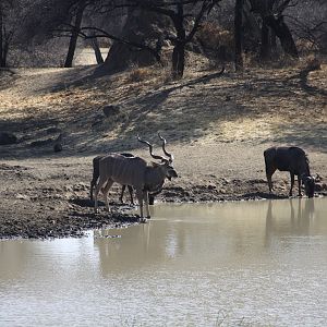 Greater Kudu Namibia