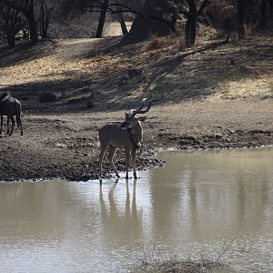 Greater Kudu Namibia