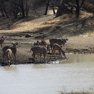 Greater Kudu Namibia