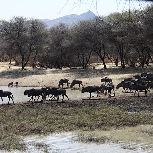 Blue Wildebeest Namibia